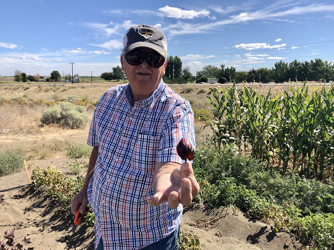 Augie Kooistra holds out a cotton boll, cut from one of the dozen or so cotton plants he's growing in his test field south of Ephrata.