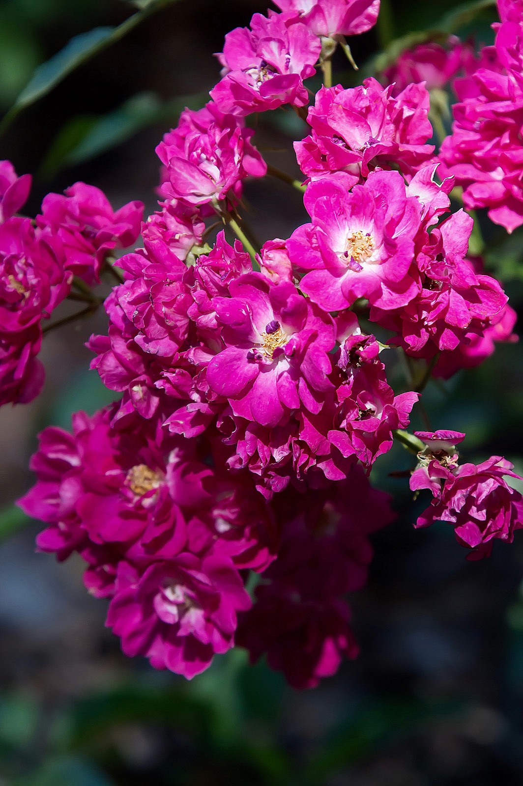 This Oso Easy Peasy rose at The Garden Guy's house was given the Award of Excellence from the American Rose Society and is just as the name suggests.