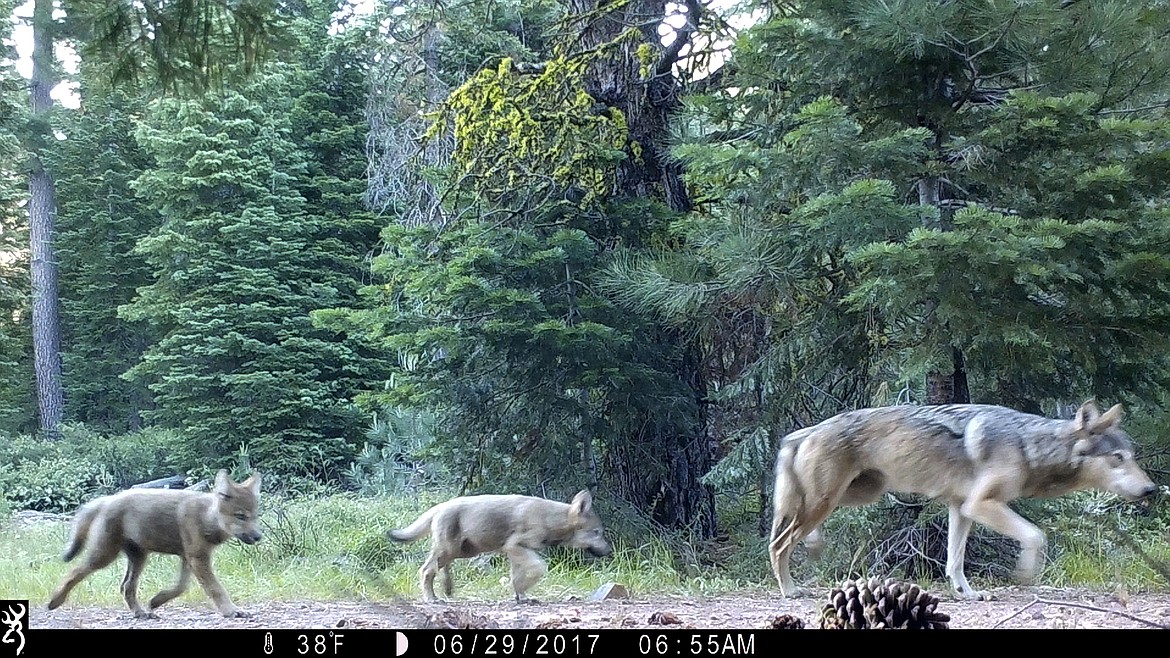 FILE - This June 29, 2017, file remote camera image provided by the U.S. Forest Service shows a female gray wolf and two of the three pups born in 2017 in the wilds of Lassen National Forest in Northern California. The Trump administration plans to lift endangered species protections for gray wolves across most of the nation by the end of 2020, the director of the U.S. Fish and Wildlife Service said Monday, Aug. 31, 2020. (U.S. Forest Service via AP, File)