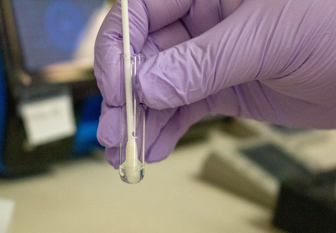Stephanie Sieloff holds up the nasal swab test in a solution to dilute the collected material before it gets transferred to a cartridge that reacts to the presence of antigens.
