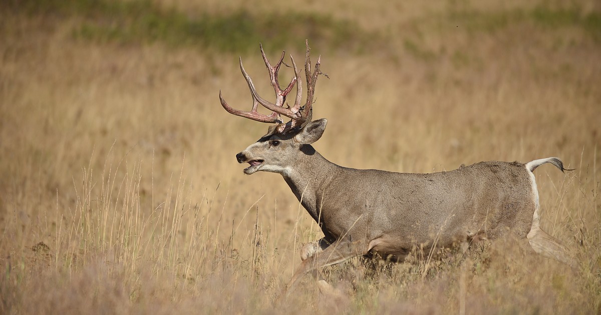 Chronic wasting disease found in Yellowstone National Park | Daily ...