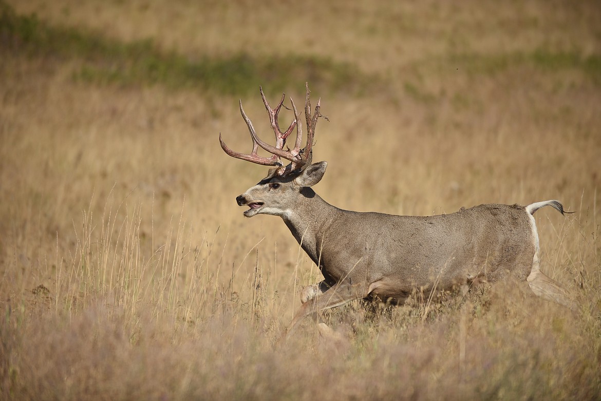 Mule deer quotas adjusted in response to spring surveys | Daily Inter Lake