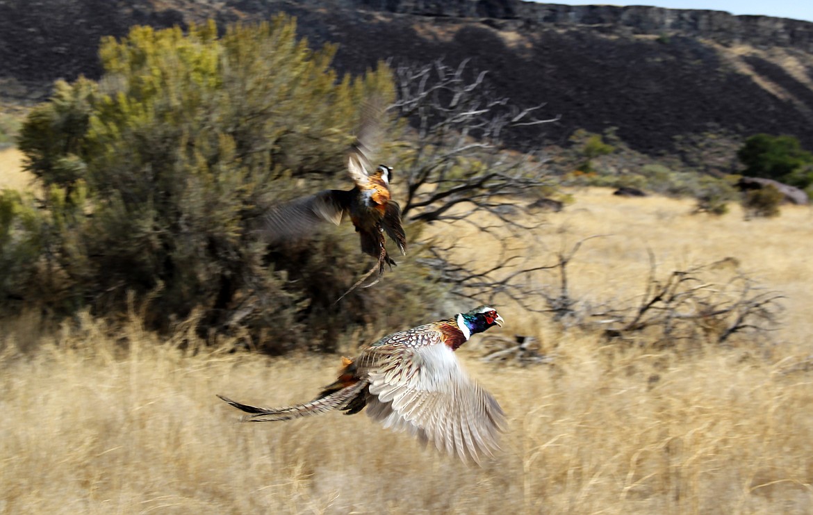 IDFG will stock 34,000 pheasants at 22 locations this fall Coeur d