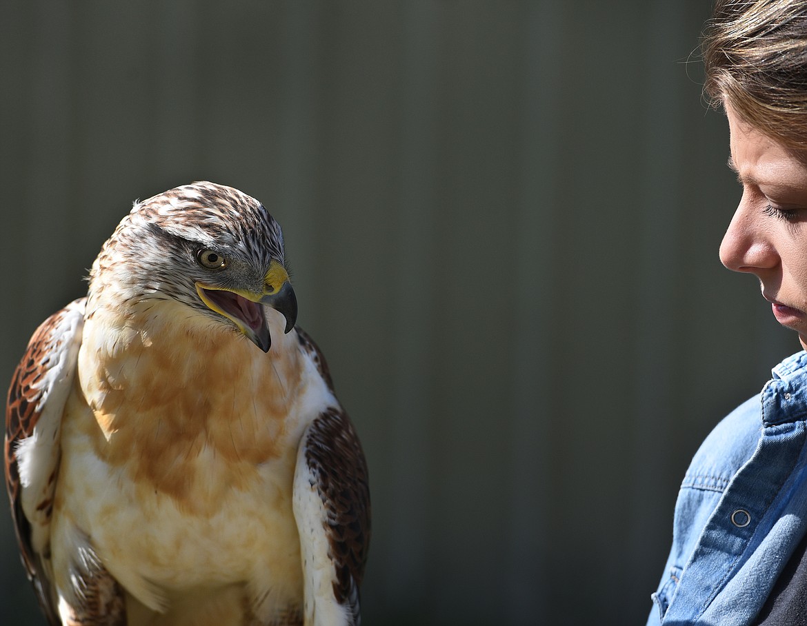 Volunteer Nicole Nelson interacts with Arthur, a ferruginous hawk with a unique personality.