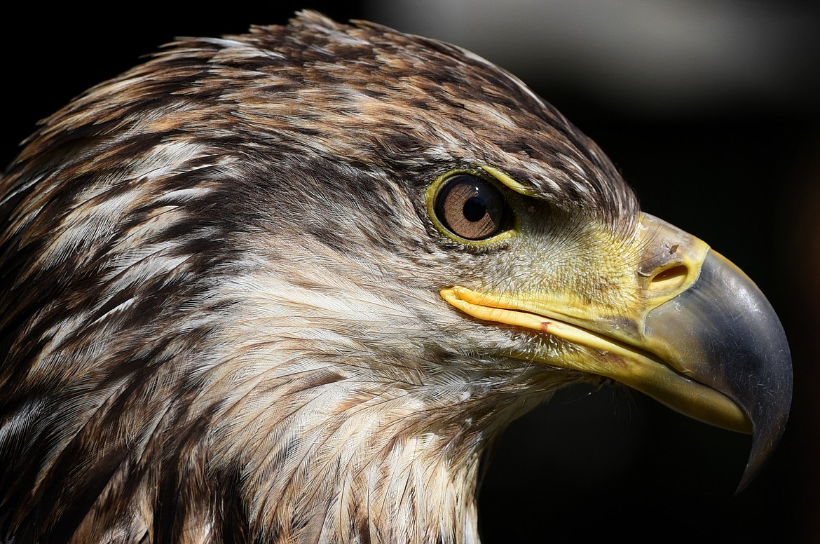 Victory, a sub-adult bald eagle at the Montana Wild Wings Recovery Center was found with a broken elbow near Kila in 2017.