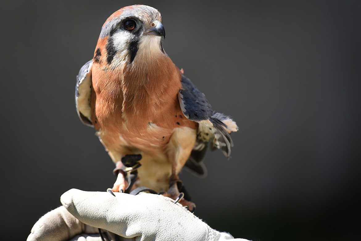 Luther, an American kestrel was found near Pablo in 2014 and suffers from a broken left wing that prevents him from being able to survive in the wild.
