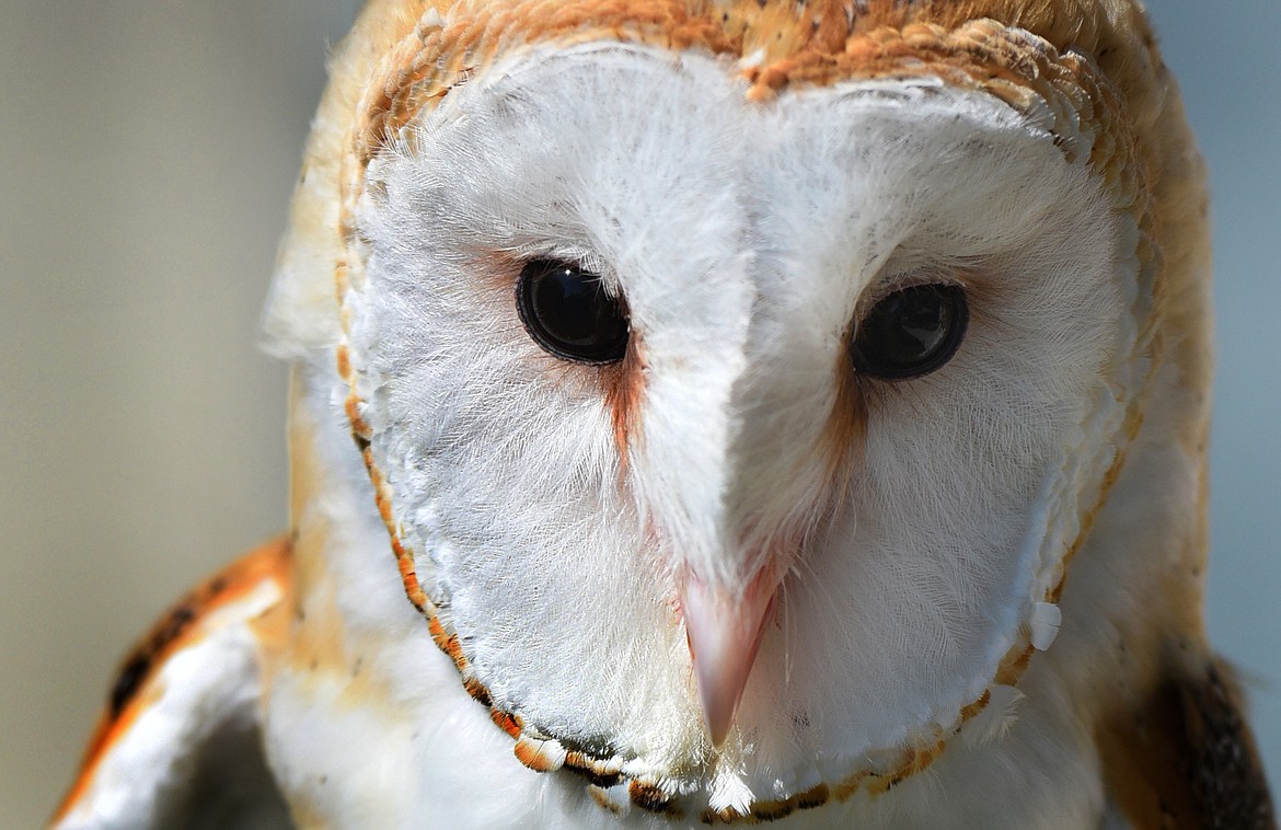 Igor the a Barn Owl who was transferred to Montana Wild Wings from Liberty Wildlife Center in Scottsdale Arizona.