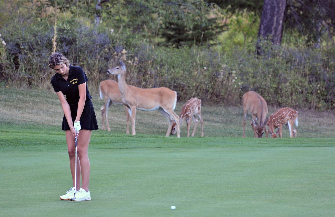 Bulldog Anyah Cripe puts at the Whitefish Triangular tournament last week at Whitefish Lake Golf Course. (Jeff Doorn photo)