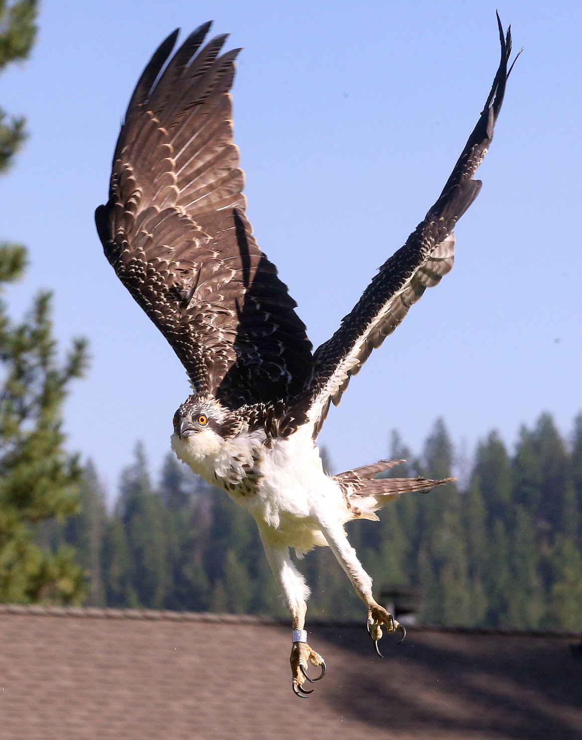 An osprey soars after being released by Jane Veltkamp Tuesday.