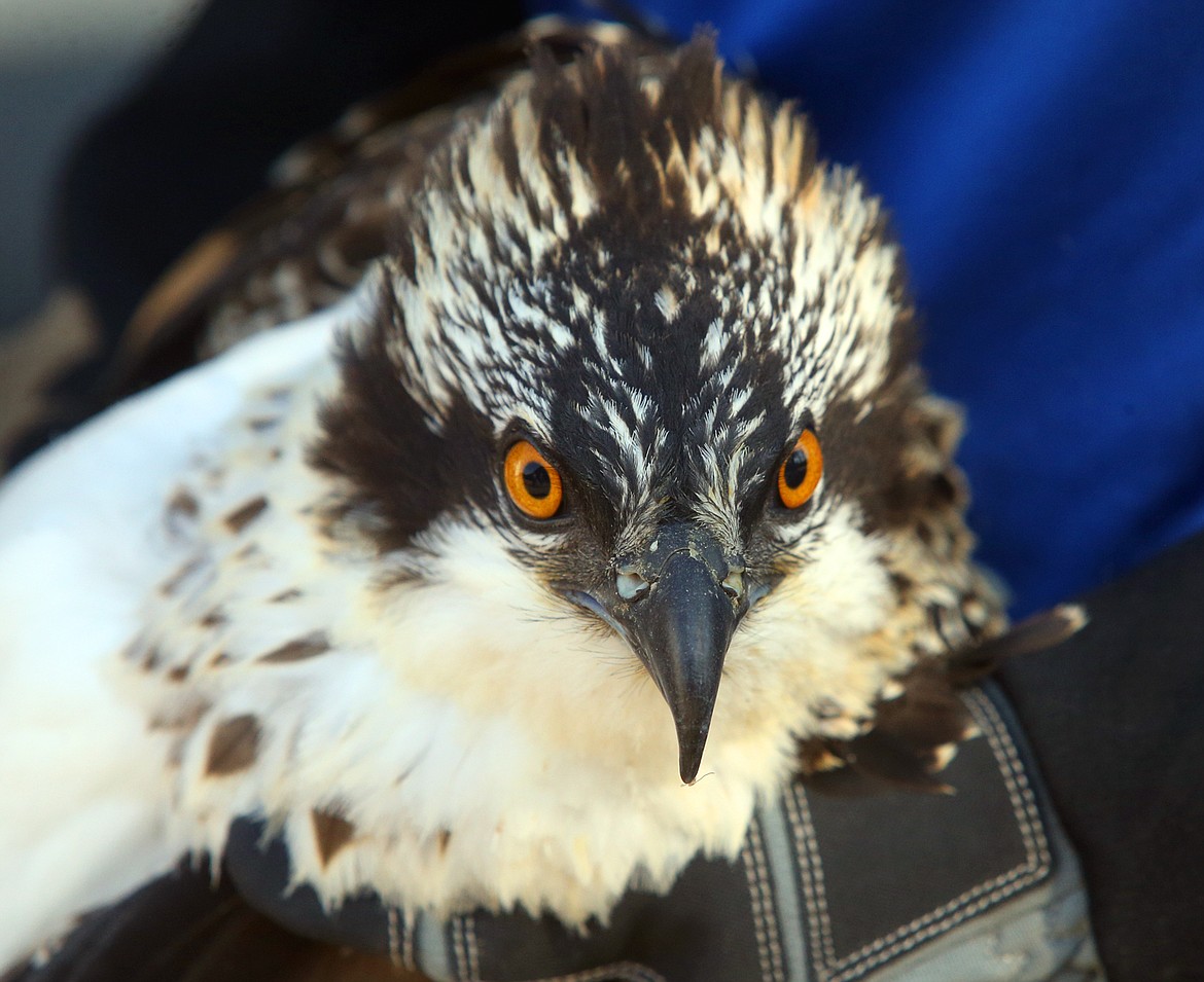 An osprey stares ahead, ready to be released Tuesday.