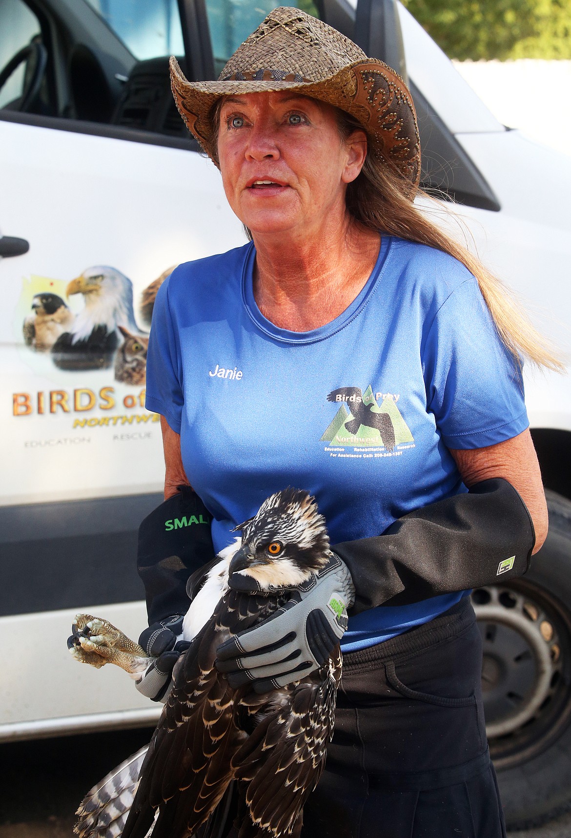 Jane Veltkamp of Birds of Prey Northwest holds an osprey before releasing it Tuesday near the Spokane River.