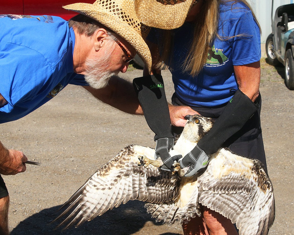 Don and Jane Veltkamp work together to remove fishing line from an osprey before releasing it Tuesday near the Spokane River in Post Falls.