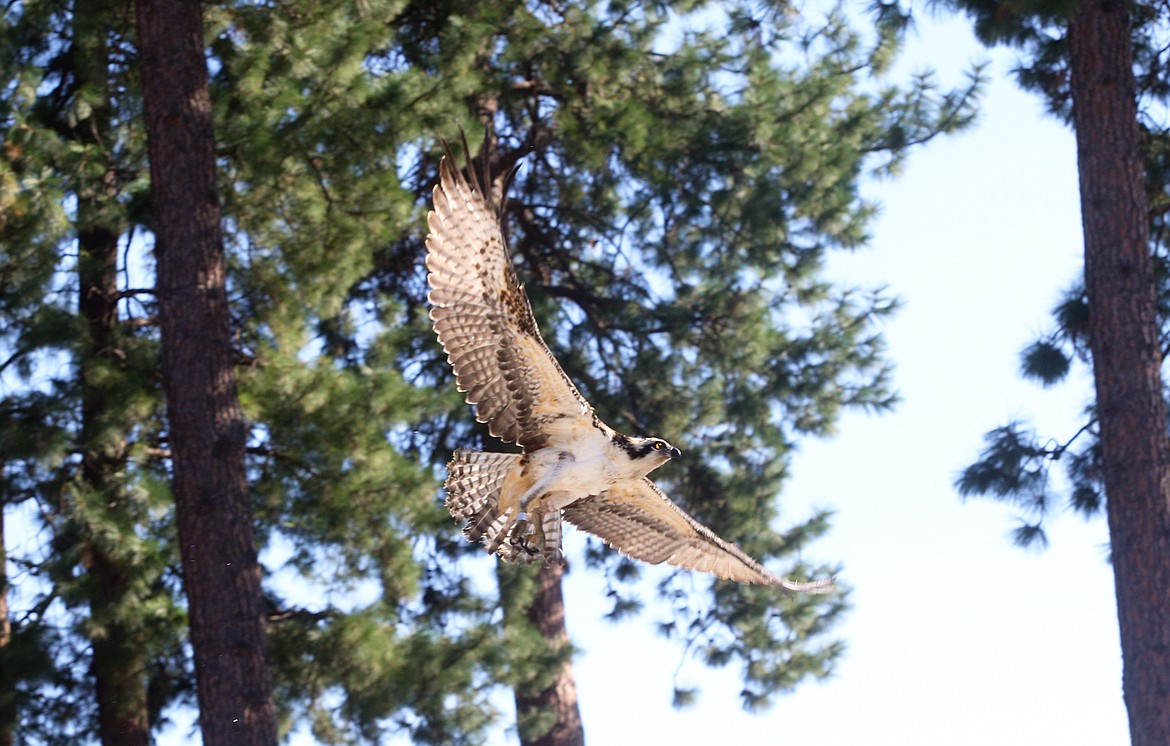 An osprey flies to freedom near the Spokane River on Tuesday.