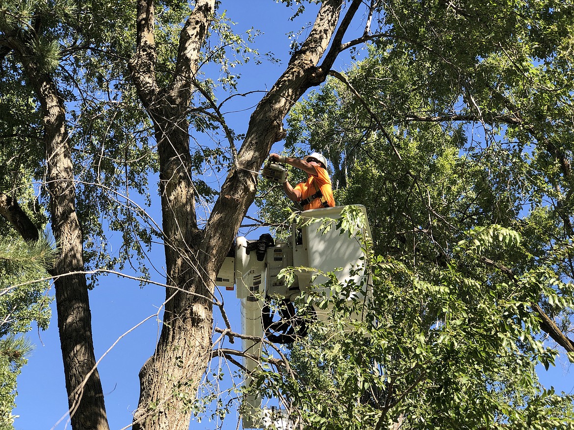 Moses Lake city maintenance worker Dean McPherson clears broken branches from a tree in Blue Heron Park on Wednesday.