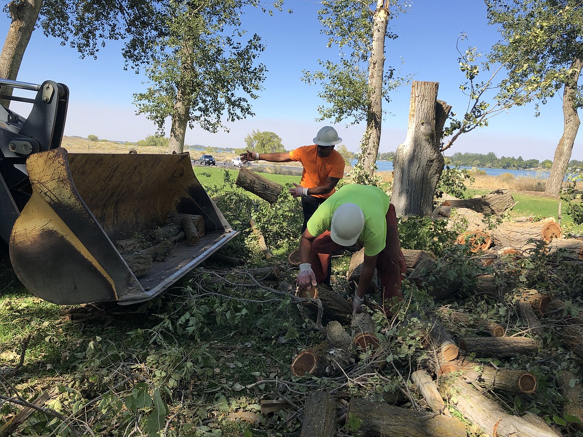 Moses Lake city maintenance workers Alberto Chavez (in orange shirt) and Philip Hanson toss logs into a front loader on Wednesday as they cleanup Blue Heron Park after Monday's severe windstorm