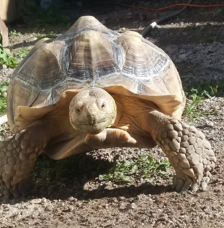 Rider, a roughly 8-year-old African sulcata desert tortoise, was returned by good Samaritans to his owner Sunday after a six-day stint in the North Idaho wilderness. These tortoises can grow to be more than 100 pounds and 120 years old.