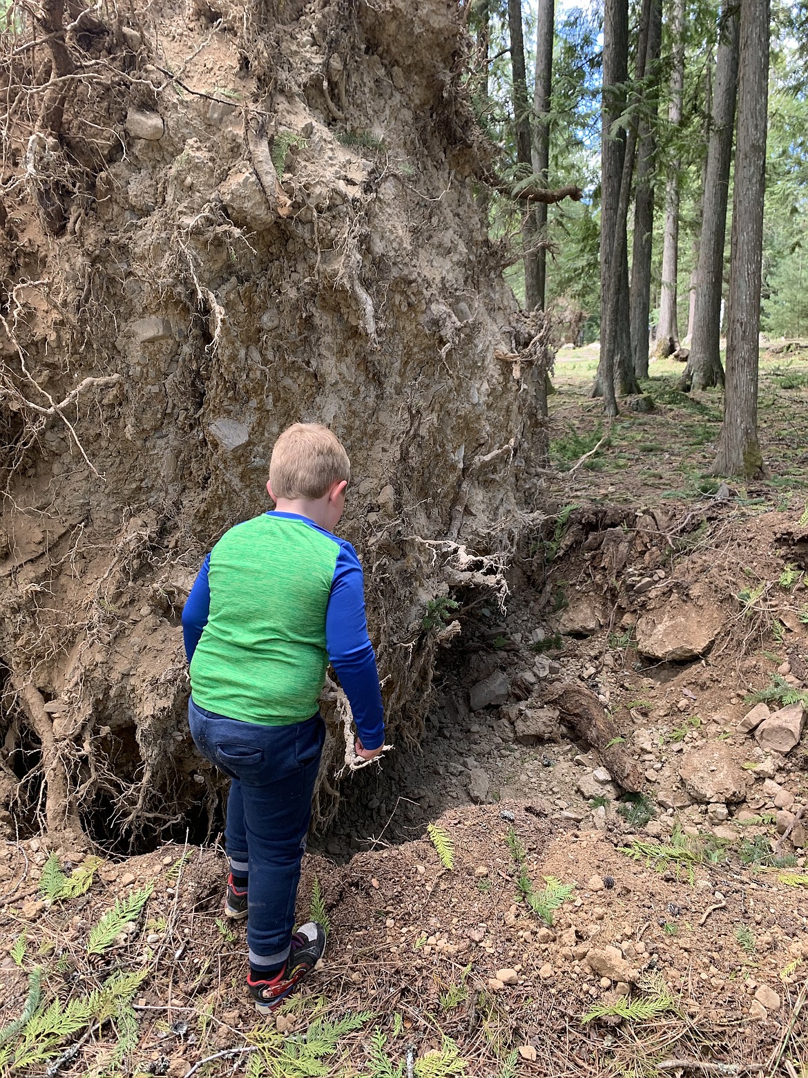 Mason Main looks down into a large hole where a tree once stood. He said "the ground opened up!"