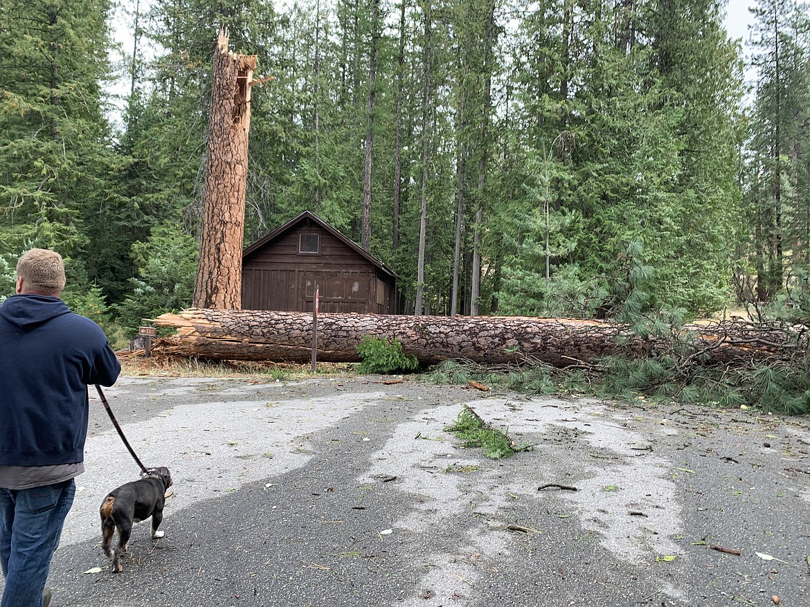 Kasey Main with his dog, Cash, walk toward the largest tree in the campground that also met its demise.