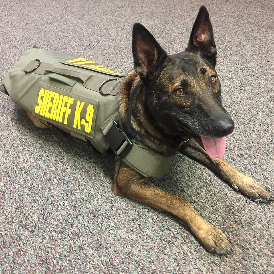 K9 Chicka dons her official Grant County Sheriff's Office vest.