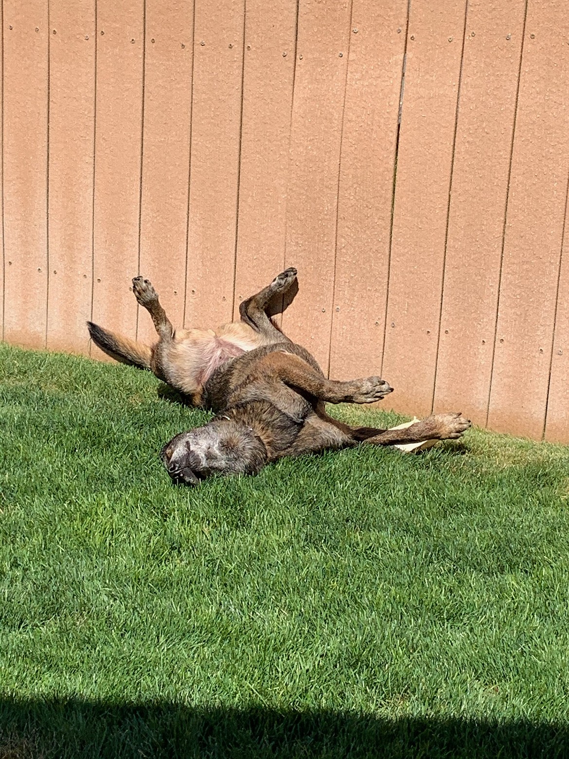 It didn't take long for Chicka, a civilian canine in this recent photo, to get used to her retirement, which Char said is going to be filled with her two favorite things: sunbathing and tennis balls.