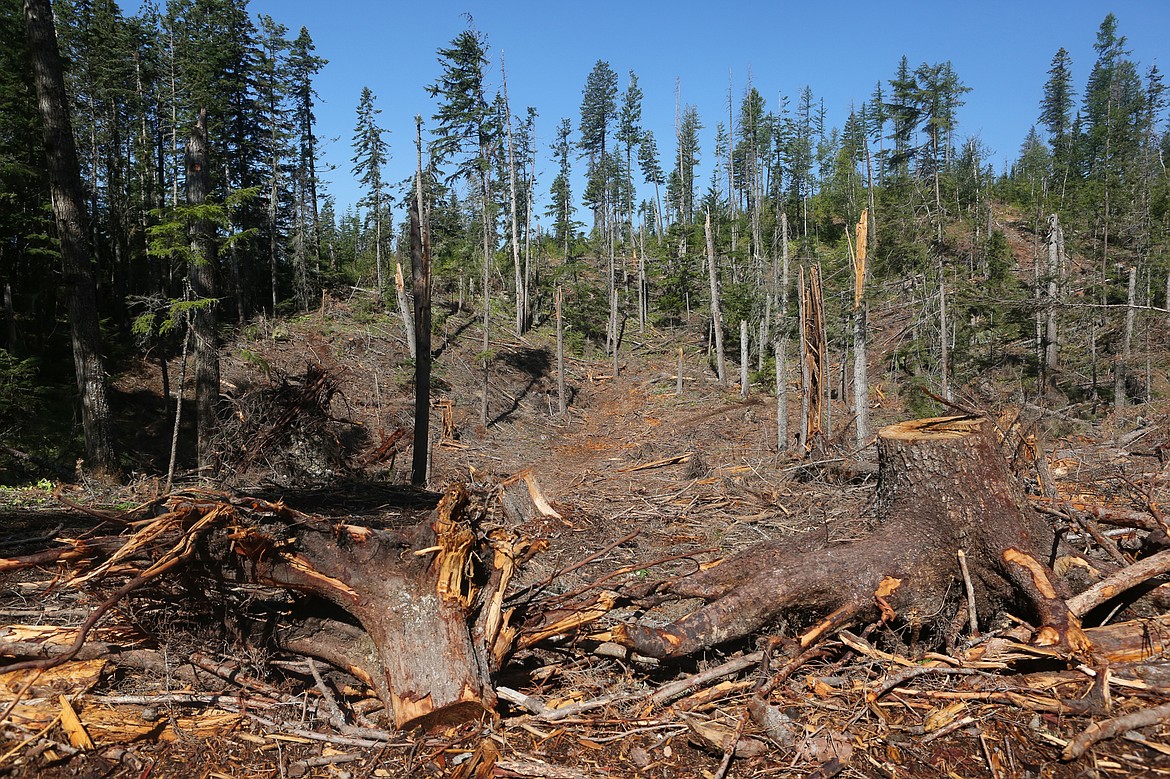 The Krause Basin is pictured after salvage logging. (Mackenzie Reiss/Bigfork Eagle)
