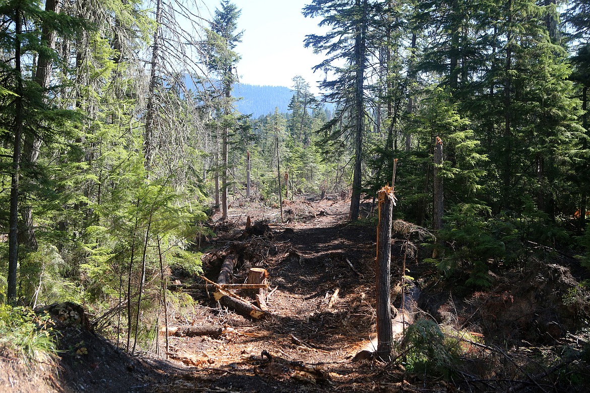 The Krause Basin is pictured after salvage logging activities in late August. (Mackenzie Reiss/Bigfork Eagle)