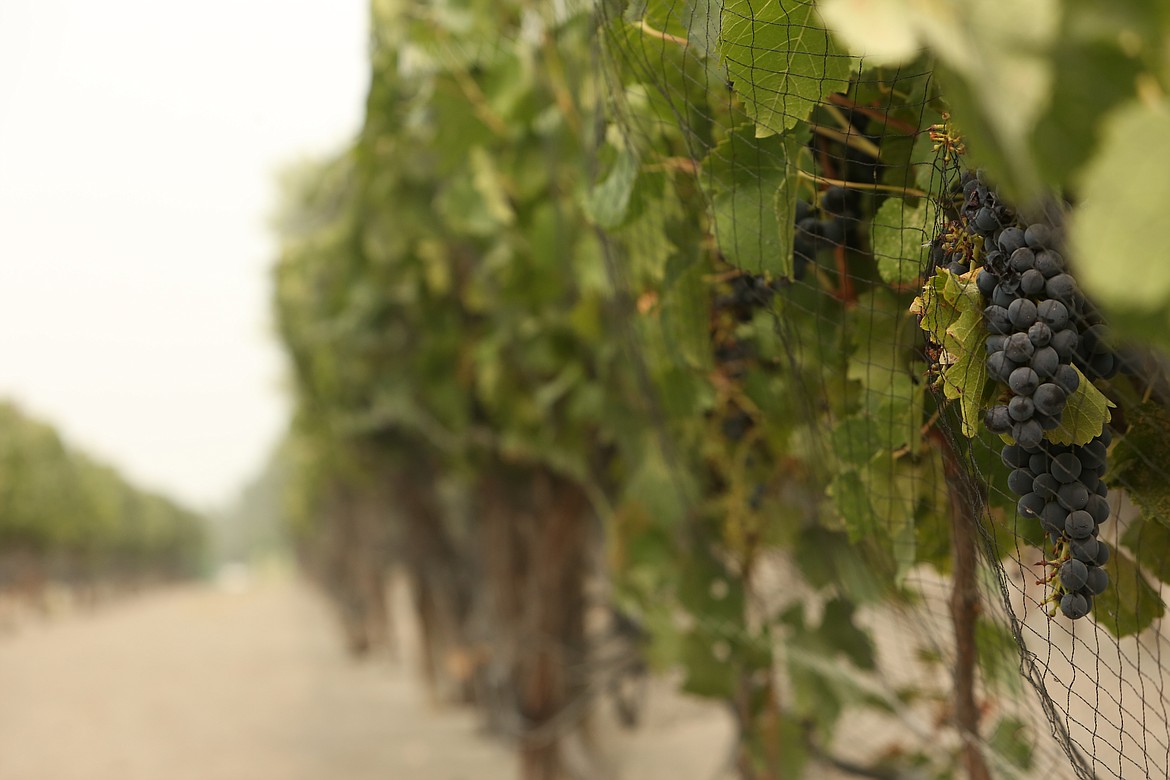 The smoke and the risk it poses to the quality of the wine Camas Cove Cellars can expect is particularly devastating, owner Nancy Parr said in an interview, because this year's crop had been shaping up to be the best yet.