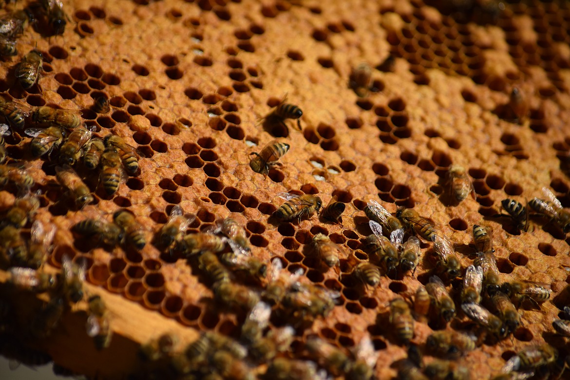 Bees on a cell full of larvae and pupae ready to emerge as adult honeybees.