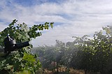 WSU researchers find way to cool grapes