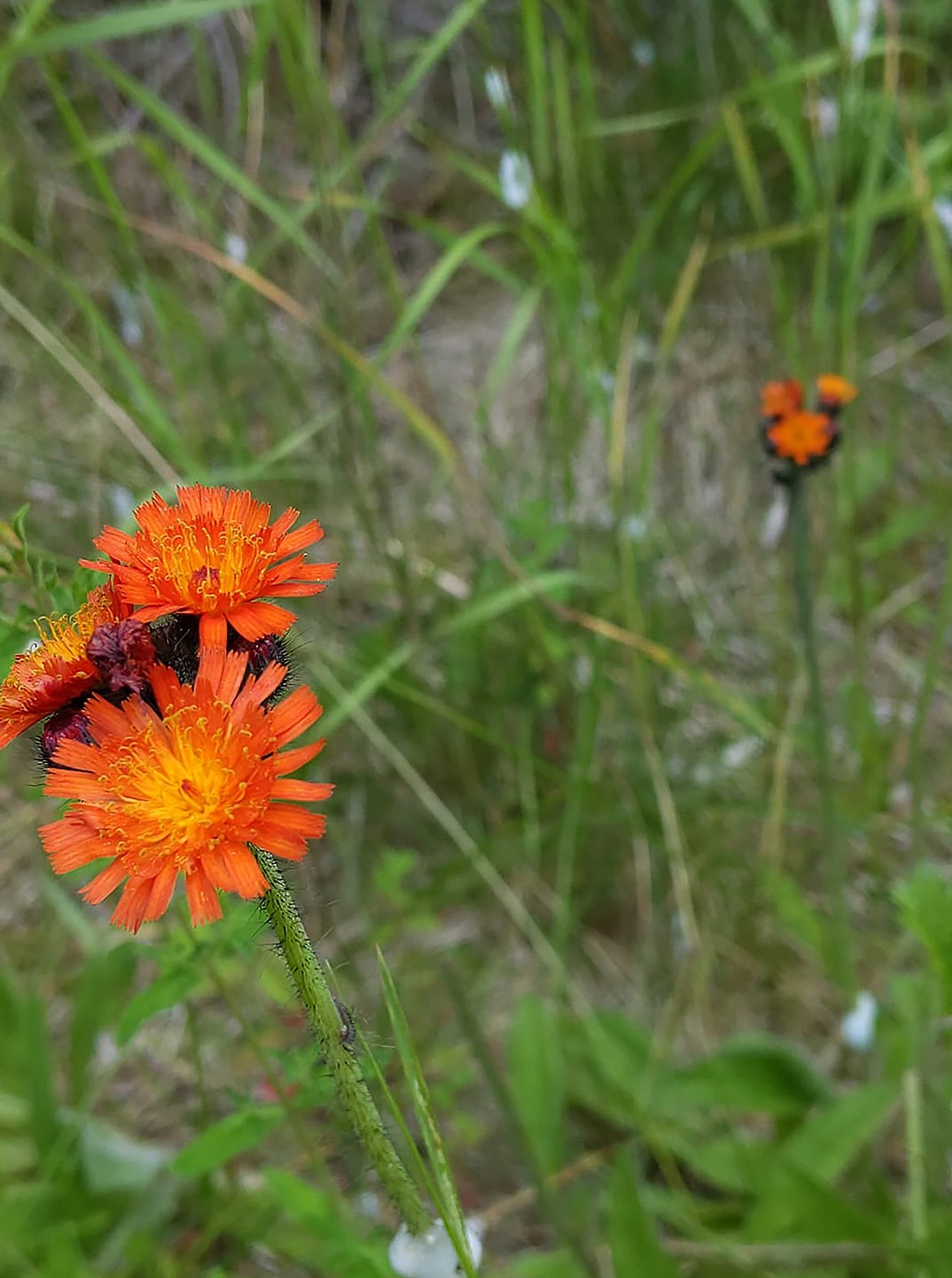 Lesly Rae shared this Best Shot after a recent Facebook post asking readers to share their favorite photo. If you have a photo that you took that you would like to see run as a Best Shot or I Took The Bee send it in to the Bonner County Daily Bee, P.O. Box 159, Sandpoint, Idaho, 83864; or drop them off at 310 Church St., Sandpoint. You may also email your pictures in to the Bonner County Daily Bee along with your name, caption information, hometown and phone number to bcdailybee@bonnercountydailybee.com.