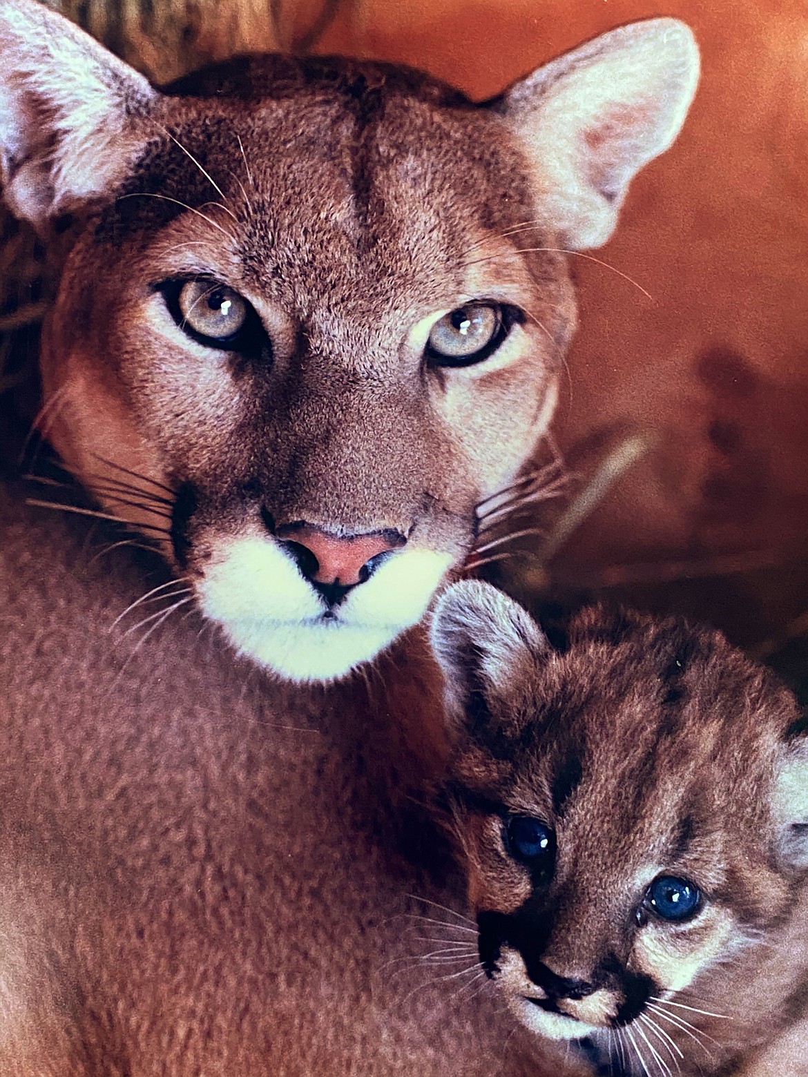 Dave Kramer captured this photo of one of their cougars with her cub.