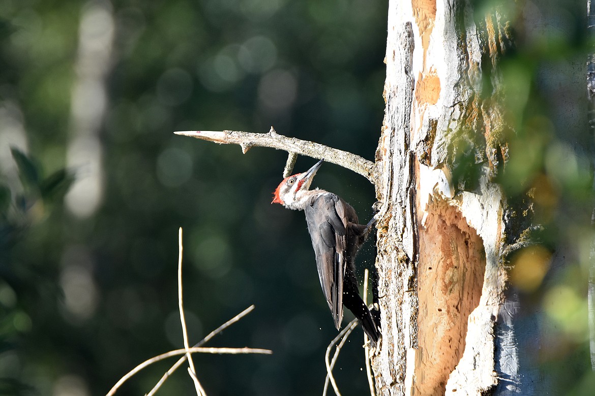 This male Pileated woodpecker lifts his head for another peck at the tree as wood fragments are falling from the trunk.