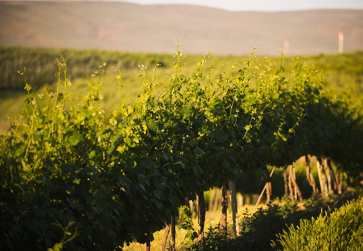 A view of the vineyard at Gilbert Cellars.