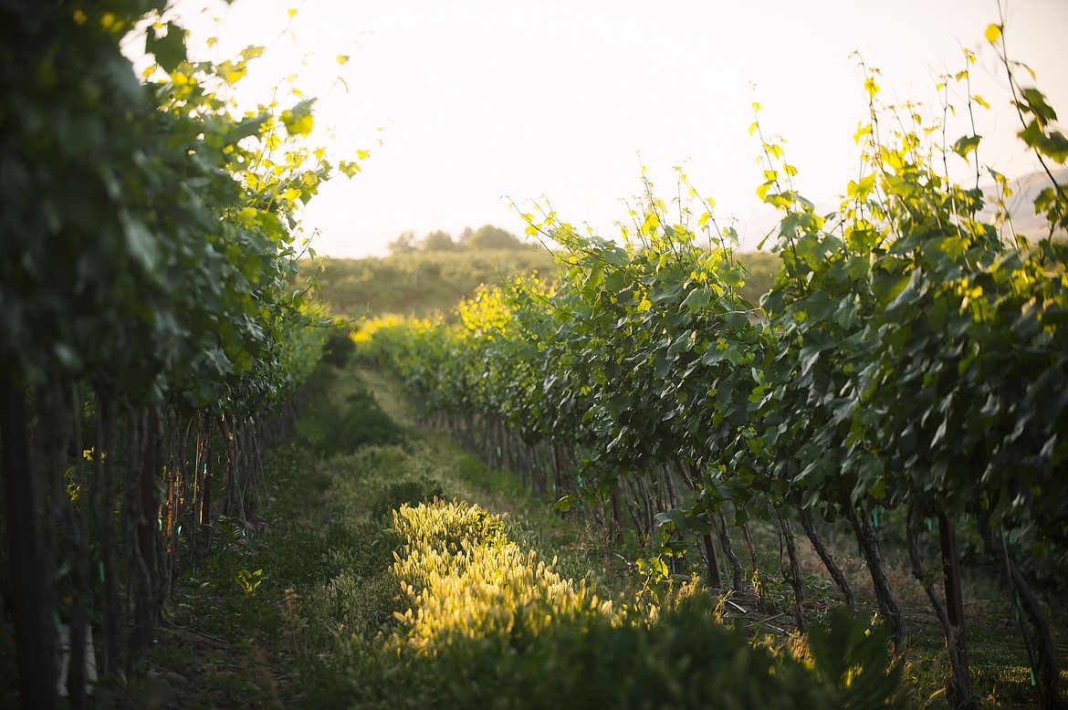 A view of the vineyard at Gilbert Cellars.