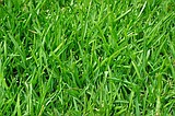 Master Gardeners: Now is the time to renovate or plant a new lawn