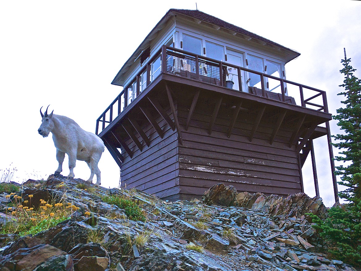 Mountain goats were constant companions this summer as members of the Northwest Montana Chapter of the Forest Fire Lookout Association repainted sections of the Mount Brown Lookout in Glacier National Park. (photo provided)