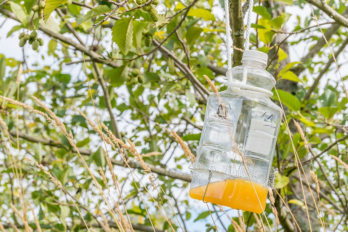 An Asian giant hornet trap.