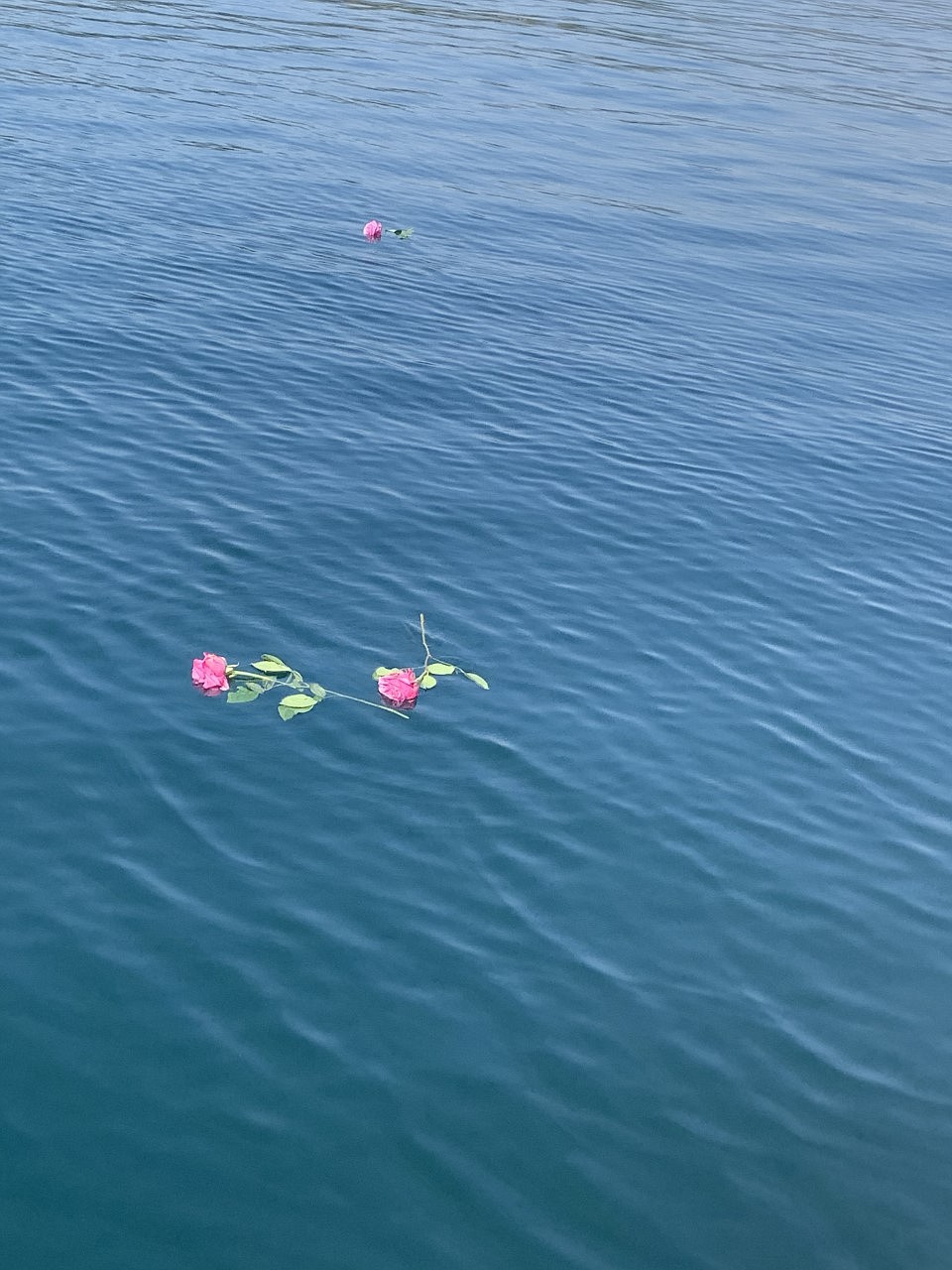 Paddlers observed a moment of silence and then each threw a rose into the water, one at a time, saying the name of a person whose memory they were honoring.