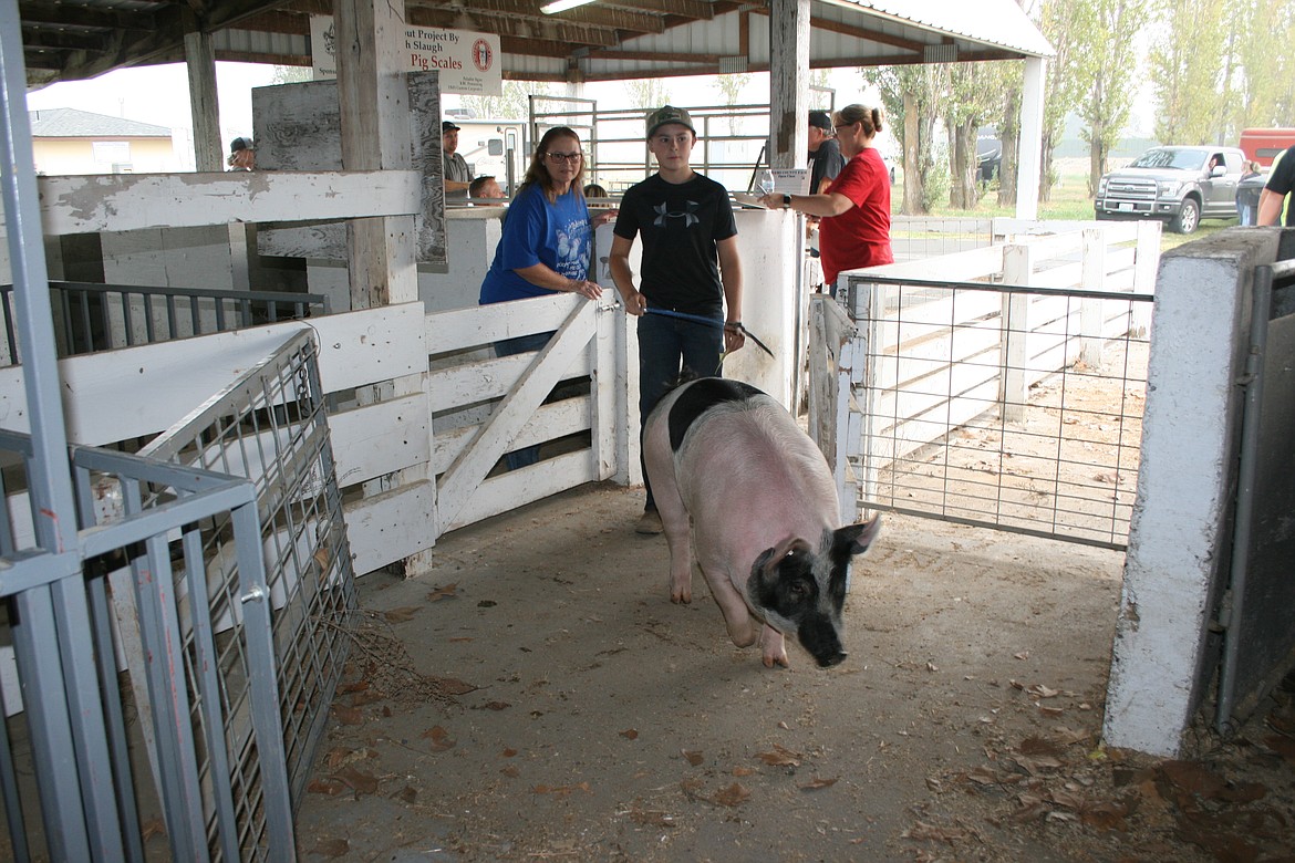 Cyrus Gibbons conducts his pig to its pen at the Othello Fairgrounds. The Othello Fair was canceled, but the livestock committee sponsored a sale for exhibitors who had raised animals they