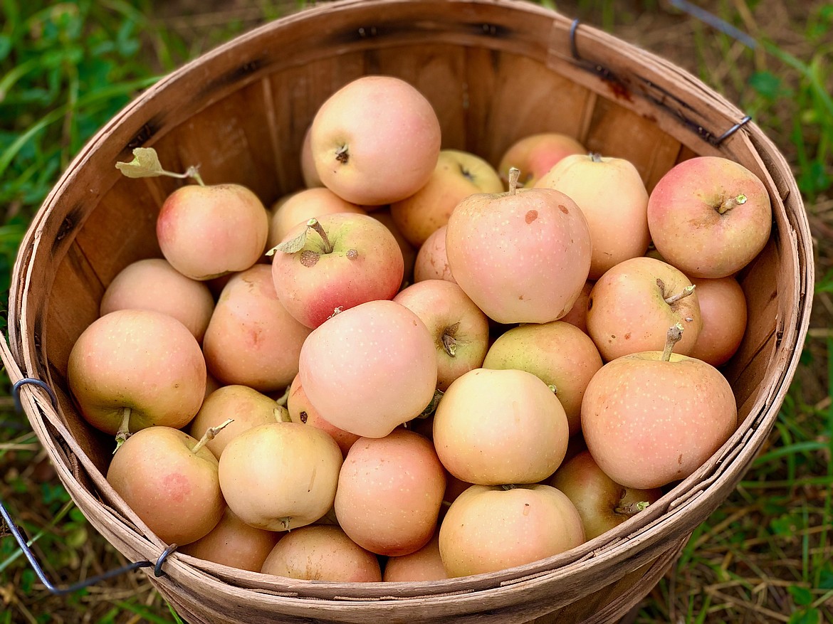 Bushels of Roxbury Russet and Pink Pearl apples from Athol Orchards. The Roxbury Russet is considered to be the oldest variety that originated in North America and the Pink Pearl was developed in 1940s California.