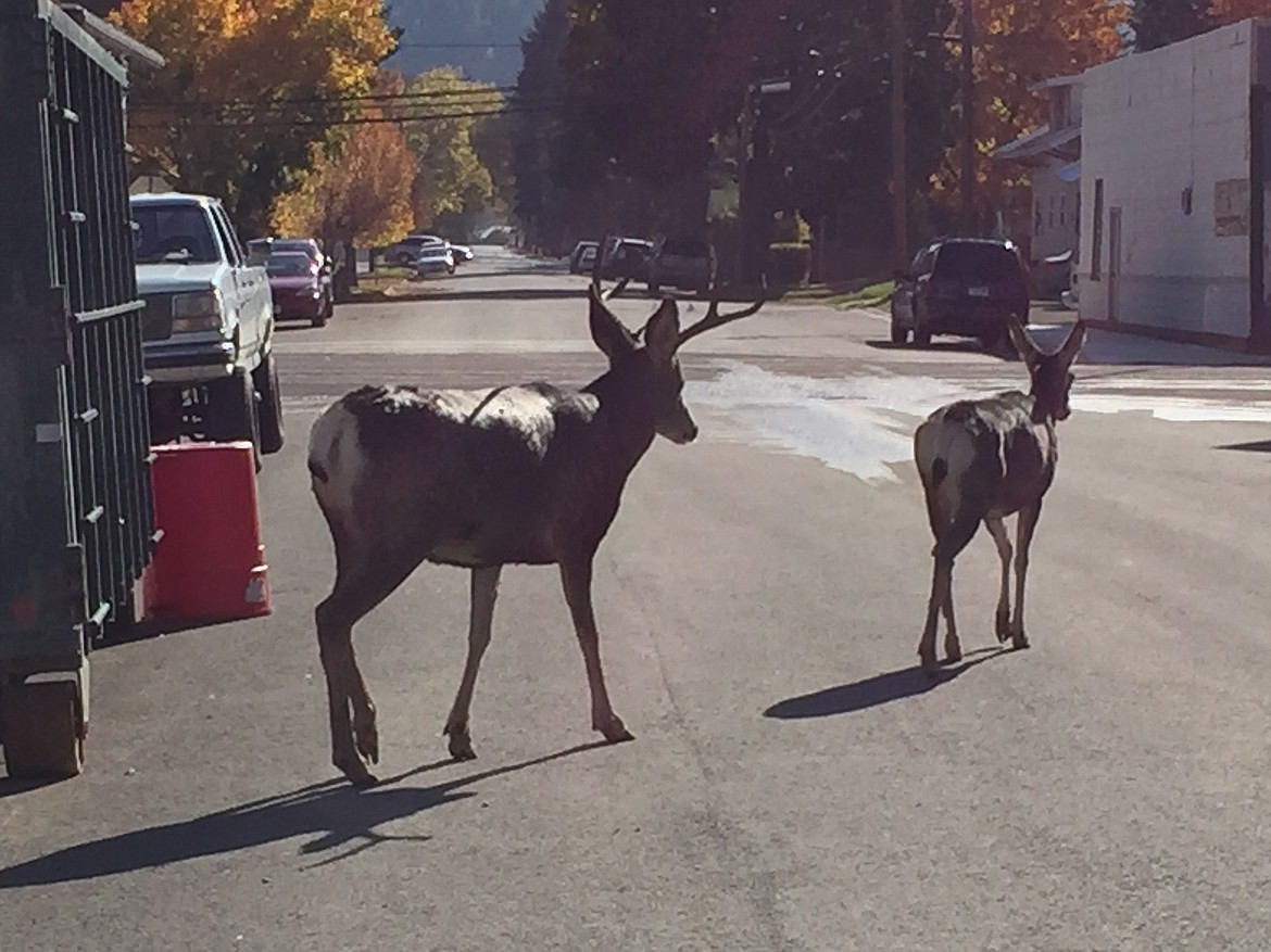 Deer in an urban environment. (File photo)