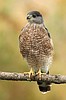 Birding tour slated in Libby