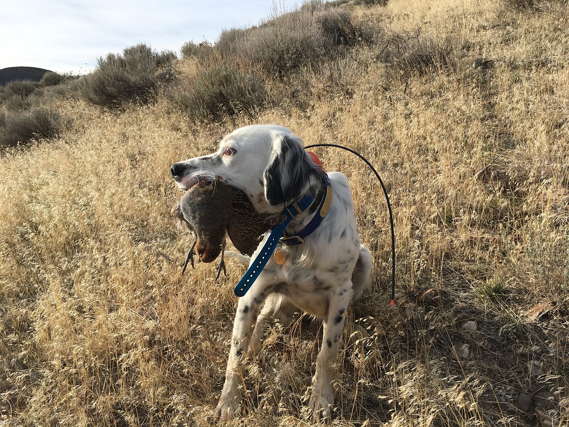 A bird dog has its quarry during a hunt in Idaho.