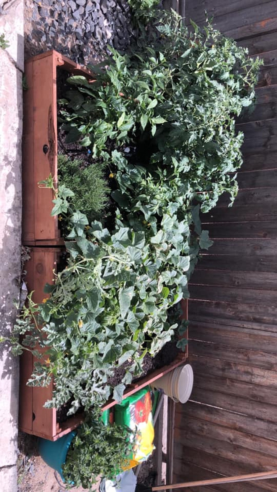 A blossoming garden of flowers spread out inside one of the planter boxes built by Othello's Jaxon Rocha over the summer.