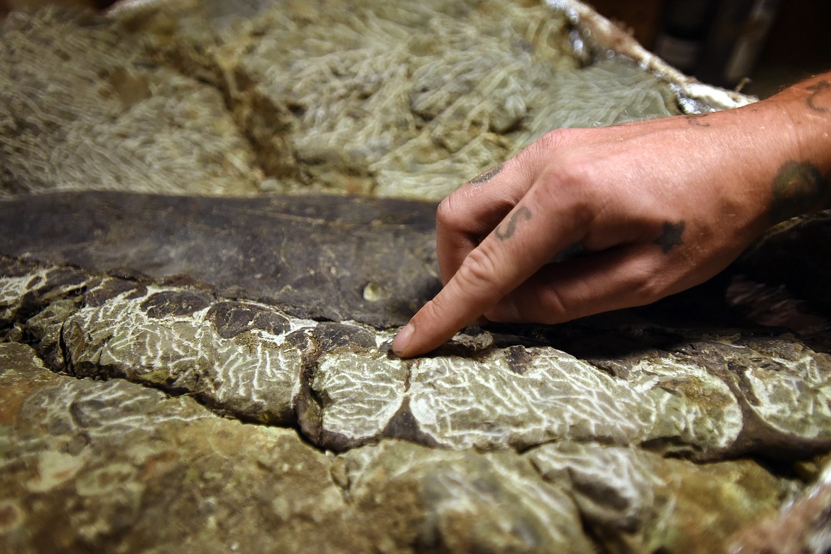 Chantel Ibach of Northwest Montana Fossils shows the delicate area of a Daspletosaurus skull where the teeth would have fit into their sockets. (Jeremy Weber/Daily Inter Lake)