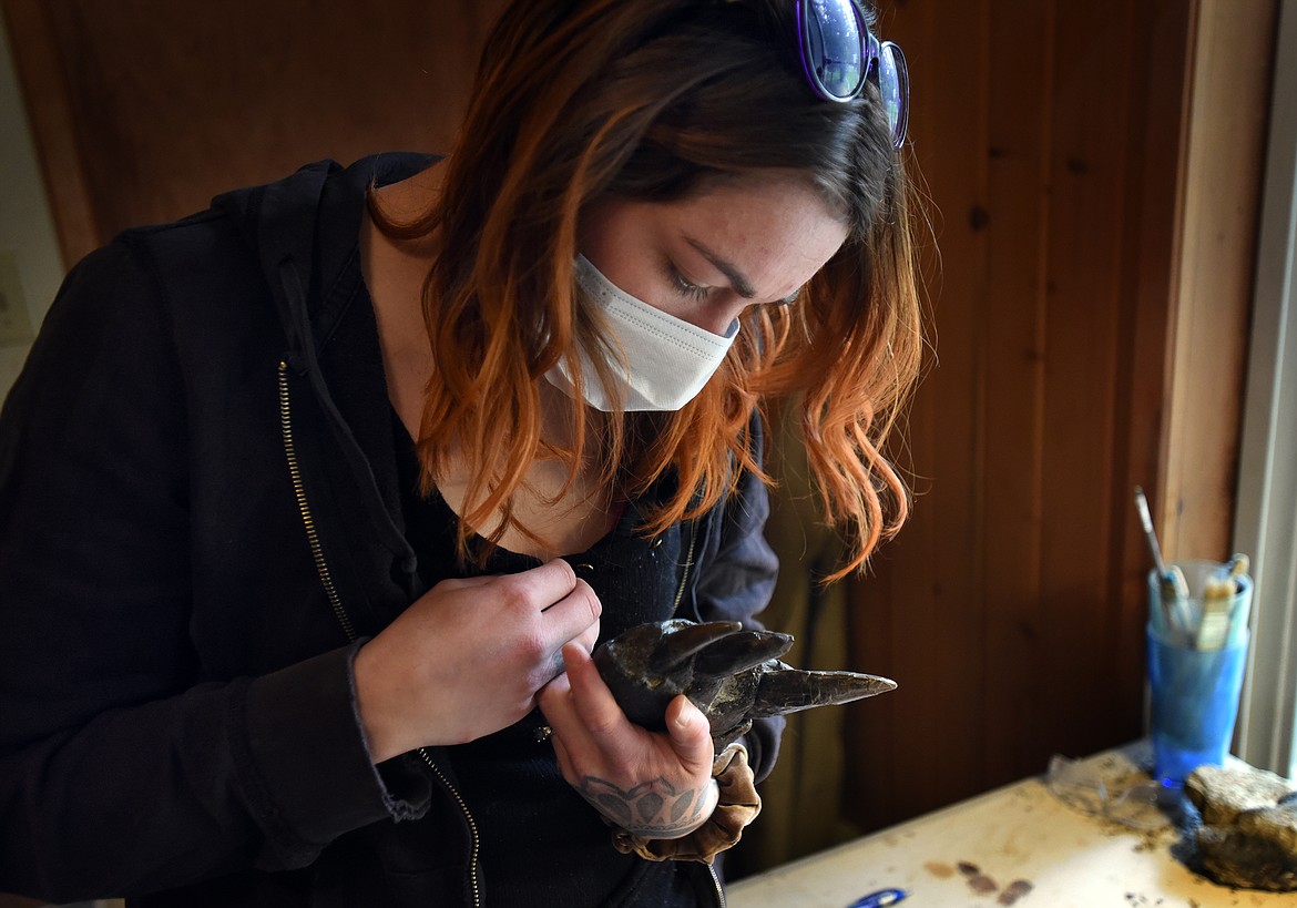 Chantel Ibach of Northwest Montana Fossils inspects a partial Daspletosaurus jaw in her workshop. (Jeremy Weber/Daily Inter Lake)