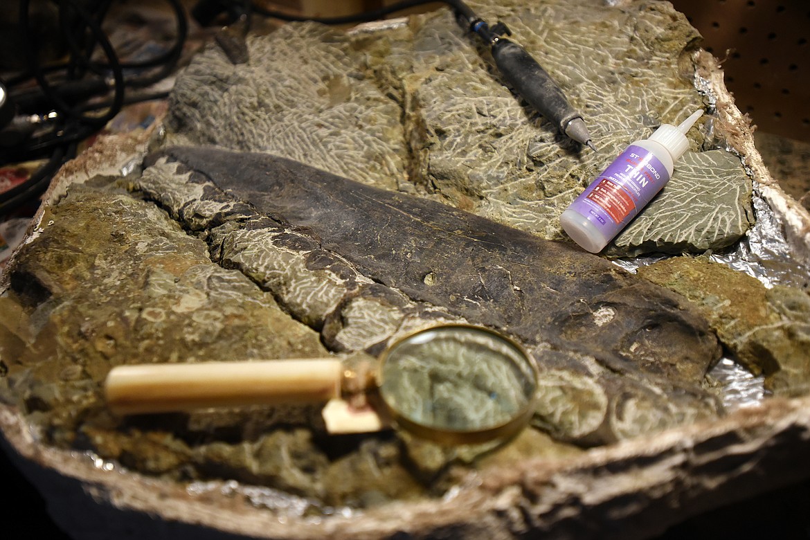 The upper jaw of a Daspletosaurus sits still partially encased in the rock that has surrounded it for 75 million years. Dozens of hours of painstaking work go into removing each fossil from the surrounding rock. (Jeremy Weber/Daily Inter Lake)