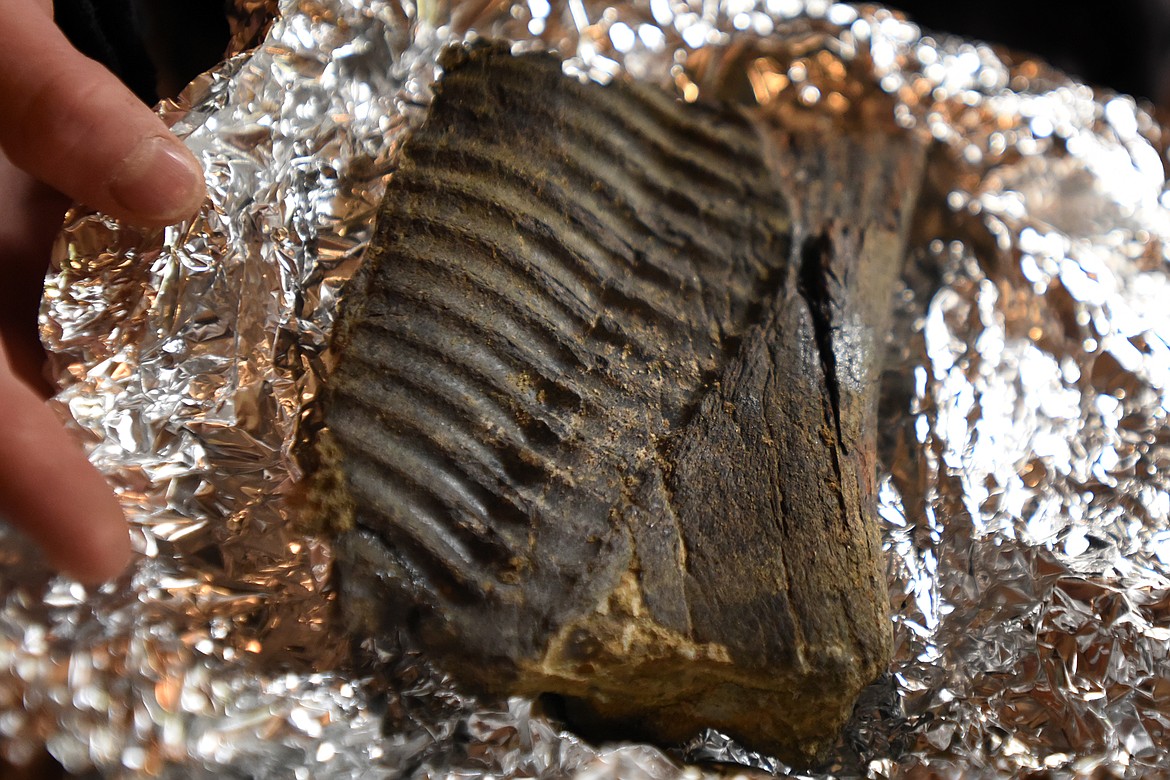 Time has not eroded the intricate details of this herbivore dinosaur jaw. (Jeremy Weber/Daily Inter Lake)