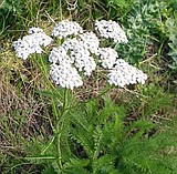 From insect repellant to medicinal, yarrow's uses abound