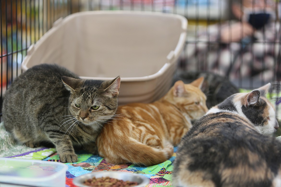 From left to right: "Grumpy Face" Ms. P, ginger cat Simon, Libby the dilute calico, and Missy (back) appeared displeased at having been woken up during their naptime Saturday afternoon.